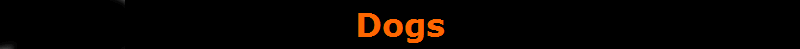 Dogs